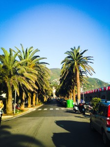 Moneglia-palm-trees